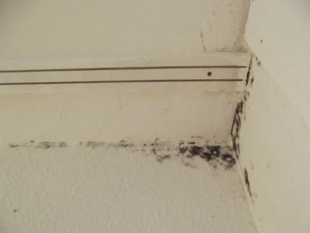 Technician in protective gear removing a mold-damaged wall in an Audubon home